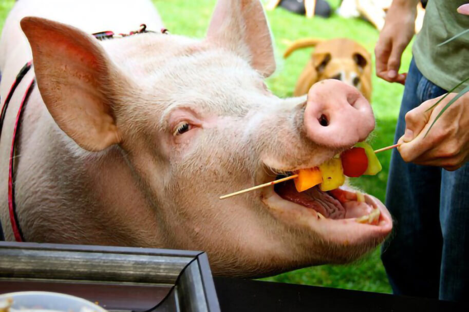 Свинья ест овощи